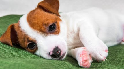 Hund Vergiftung Symptome