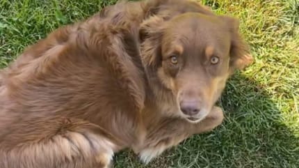 Cane prima del trattamento della suocera