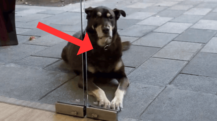 Hund vor Pizzeria