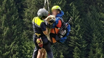 Hund wird nach 40-Meter-Sturz gerettet