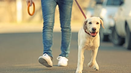 HUnd zieht an der Leine