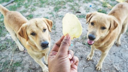 Hond en chips