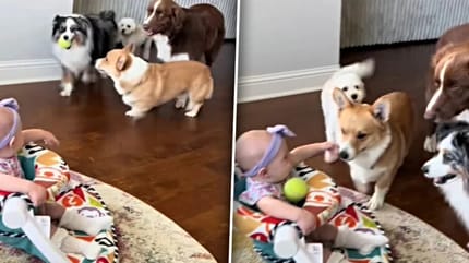 Hunde wollen Ball mit dem Baby spielen