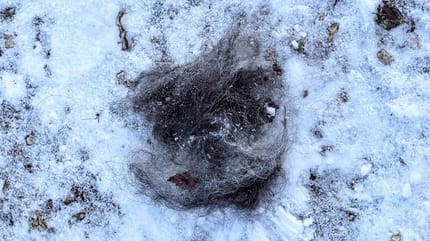 Mechones de pelo de perro en la nieve