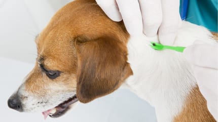 Hundemalaria: Hund mit Zecke