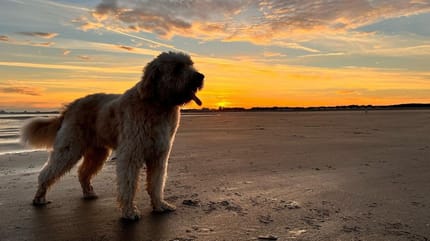 Hundestrand Holland