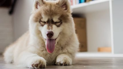 husky cane lupacchiotto