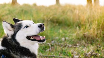 Husky chien chaleur