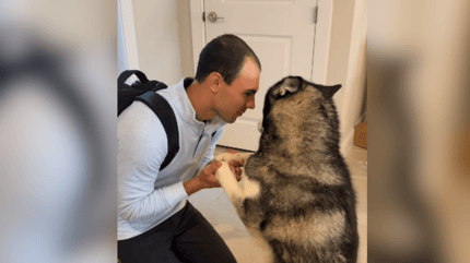 Husky greeting his human