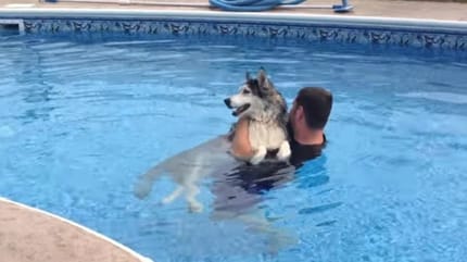un husky dans une piscine