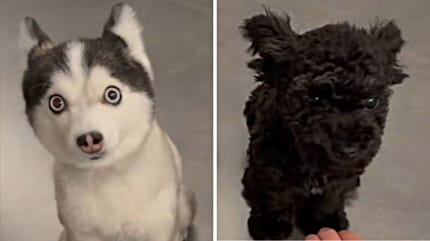 Husky-Welpe und Pomsky-Welpe