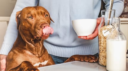 i cani possono bere il latte