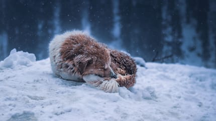 I cani possono dormire fuori d'inverno