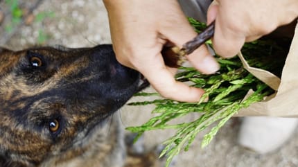 i cani possono mangiare gli asparagi