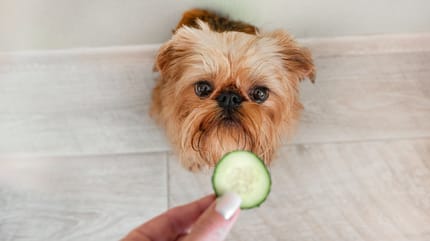 I cani possono mangiare i cetrioli