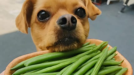 I cani possono mangiare i fagiolini