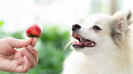 I cani possono mangiare le fragole