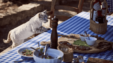 gatti distinguono il dolce dal salato