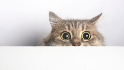 i gatti hanno paura dei botti