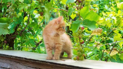 I gatti possono mangiare l'uva