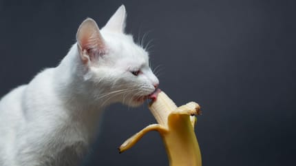 i gatti possono mangiare la frutta