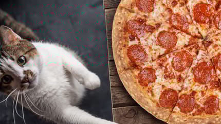 I gatti possono mangiare la pizza