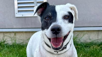 Igor, chien à adopter