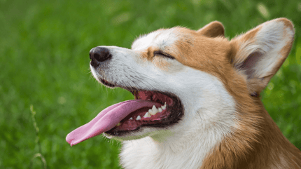 cane con occhio chiuso e rosso