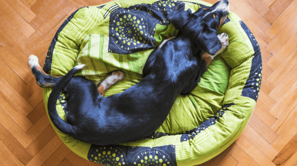 Il cane e i tremori da leishmaniosi