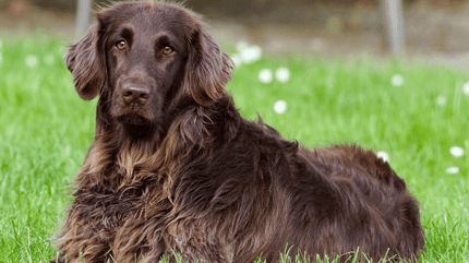 Il cane fa pipì da sdraiato