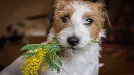 il cane ha mangiato la mimosa