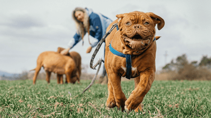 Il gonfiore laterale del muso del cane
