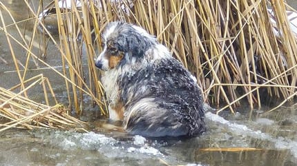 Perro congelado en el río