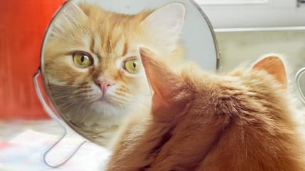 Les chiens et les chats ont-ils conscience de leur image ?