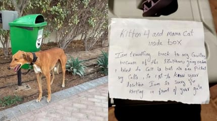 influencers-dubai-abandonan-a-sus-perros