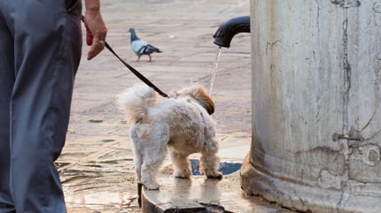 insufficienza renale nel cane