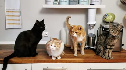 Internationale kattendag 2025