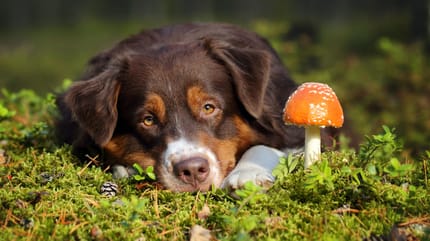 intossicazione da funghi nel cane