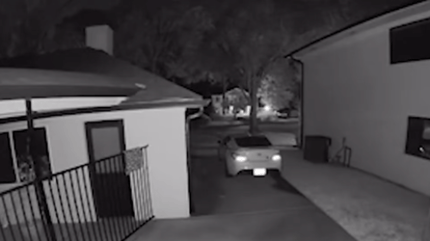 Intruder in the garden