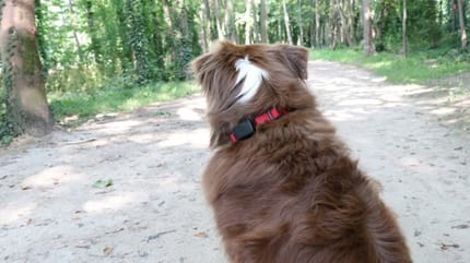 GPS pet tracker invoxia wamiz