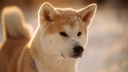 Ist der Akita Inu gefährlich?