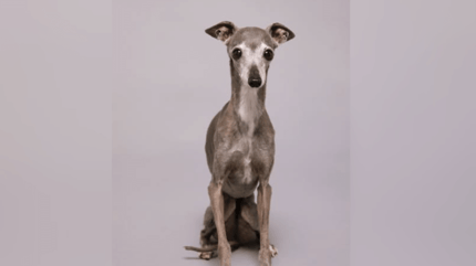 Italienisches Windspiel Tika ist verstorben