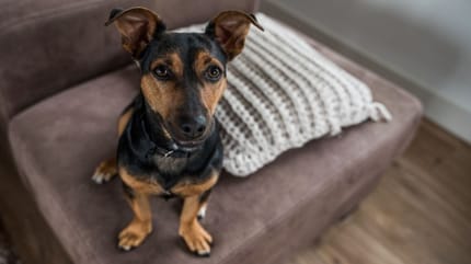 Jack russel black and tan