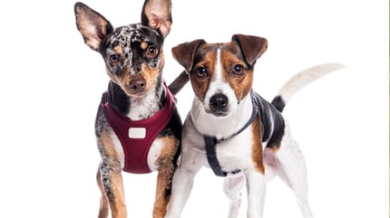 Jack Russell Terrier Mischlinge