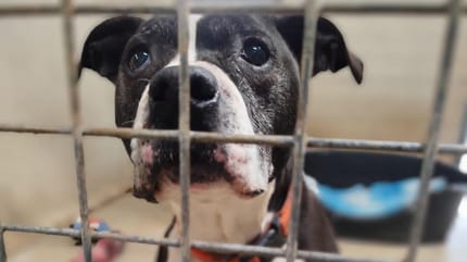Jackson, chien à adopter
