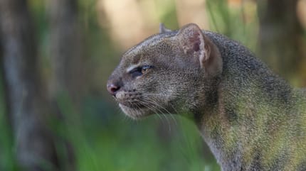 jaguarundi amerykański
