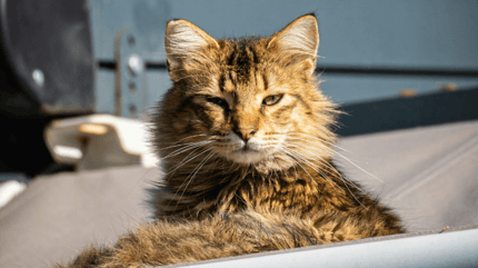 Jenny the Titanic cat: Tabby cat lying on a boat