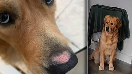 Joey probeert zijn eigen plas op te ruimen, met alle gevolgen van dien
