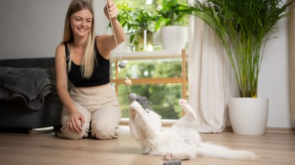 jouer avec son chat