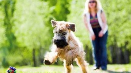 pratiquer ring chien